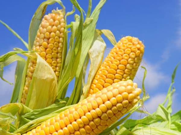 Гибриды семена Кукурузы (Pioneer, Singenta, Monsanto, NS, Limagrain)