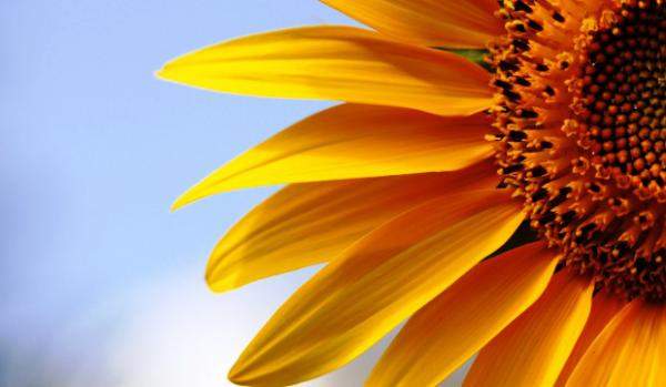 Гибриды семена подсолнечника Лимагрейн (Limagrain)