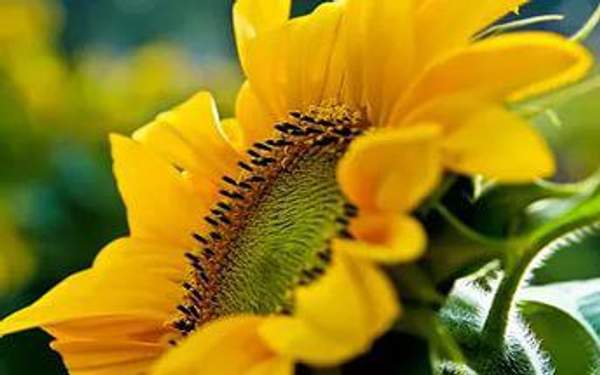 Гибриды семена подсолнечника Мегасан, Тунка, Голдсан, ЛГ 5550, ЛГ 5485, ЛГ 5580 Лимагрейн, Limagrain