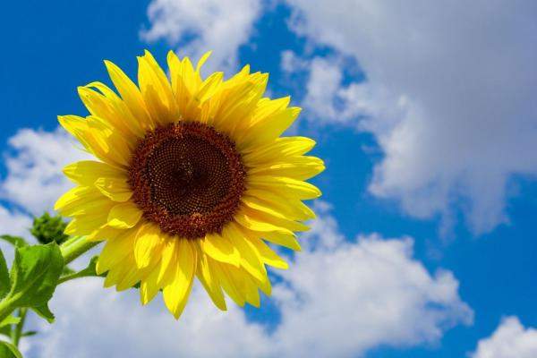 Гибриды семена подсолнечника Пионер (Pioneer)