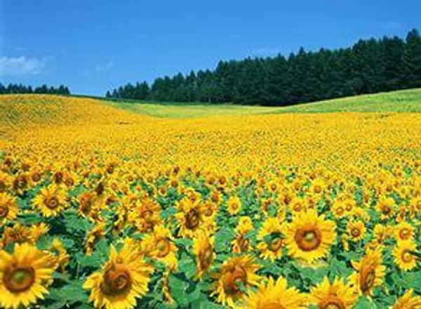 Гибриды семена подсолнечника под ЭКСПРЕСС (Express) Syngenta, Pioneer