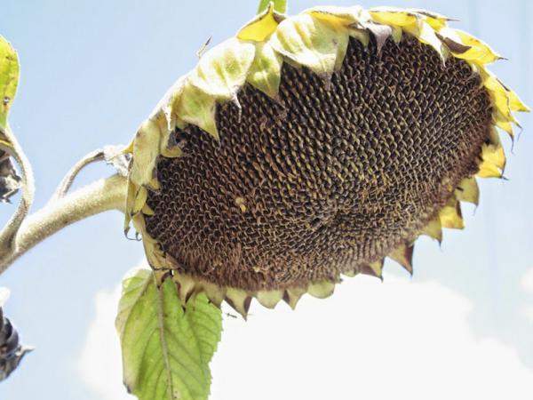 Гибриды семена подсолнечника под Евролайтинг -Сlearfield