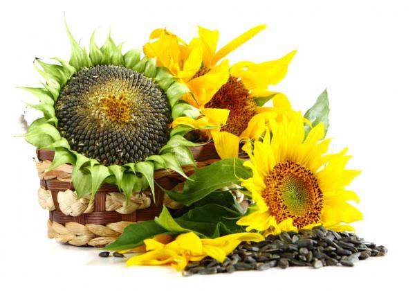 Гибриды семена подсолнечника Сингента (Syngenta)