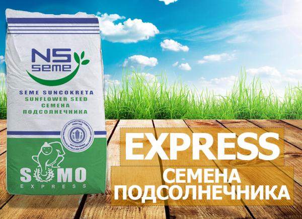 Гибриды семян подсолнечника нсx 6007 (экспресс)