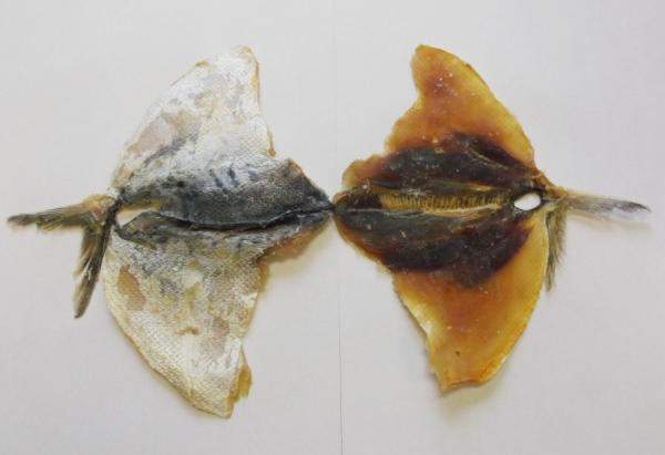 Императорский полосатик (КРЫЛЬЯ)