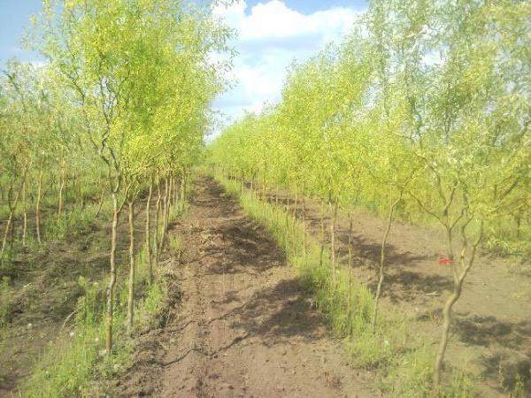 Ива Мансудана