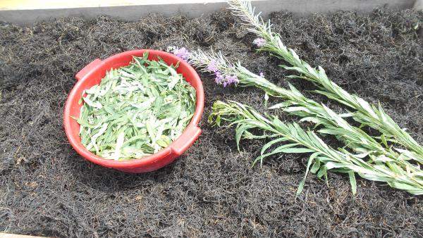 Иван чай ферментированный крупно-листовой черный