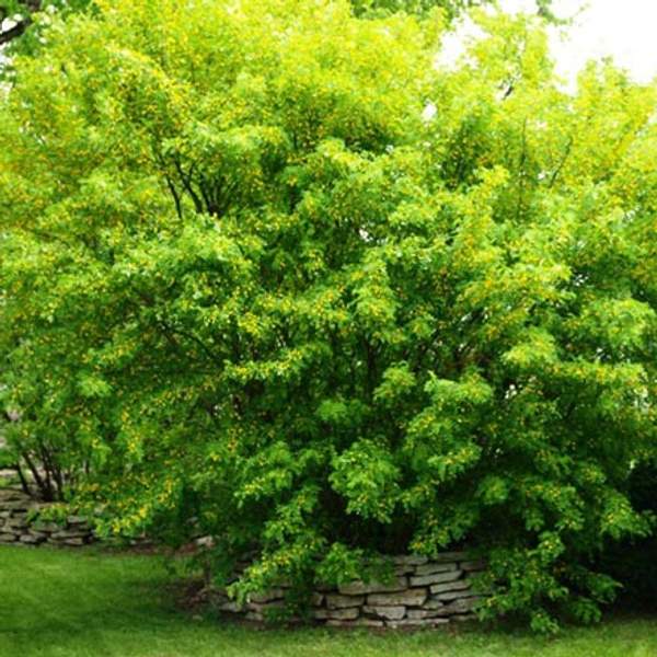 Карагана древовидная