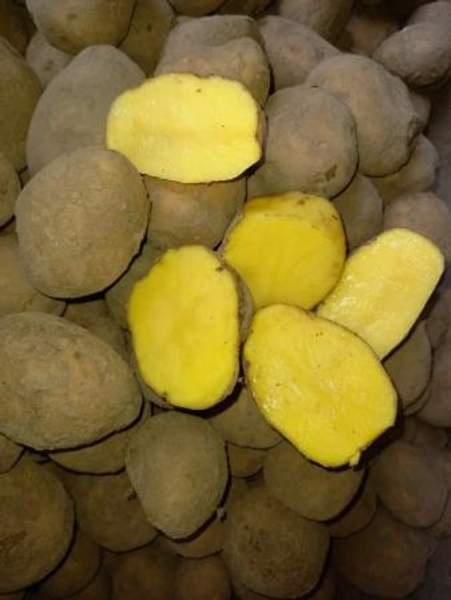 Картофель оптом от производителя