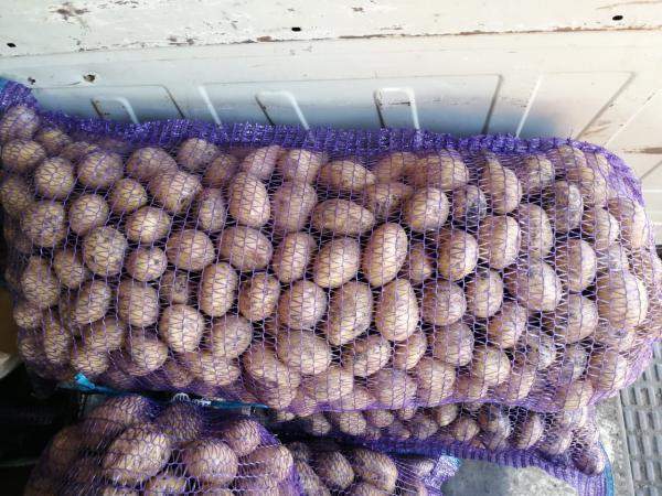 Картофель продовольственный сорт Королева Анна