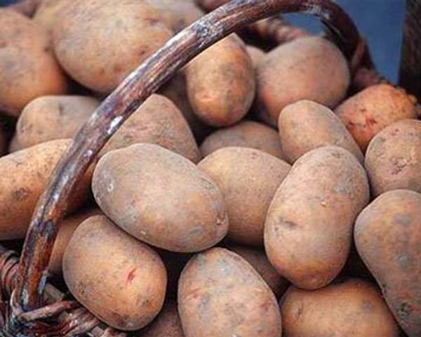 Картофель семенной из Беларуси в Астрахани
