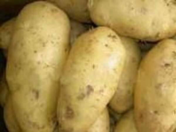 Картофель семенной из Беларуси в Ростове