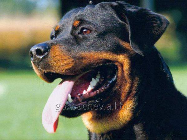 Каша собакам из 4 злаков по Ставрополю.