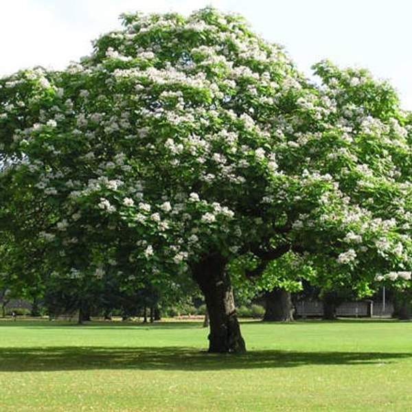 Катальпа бигнониевидная