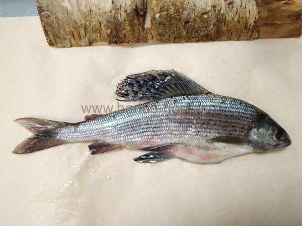 Хариус малосольный ~ 500 гр. (р. Енисей)