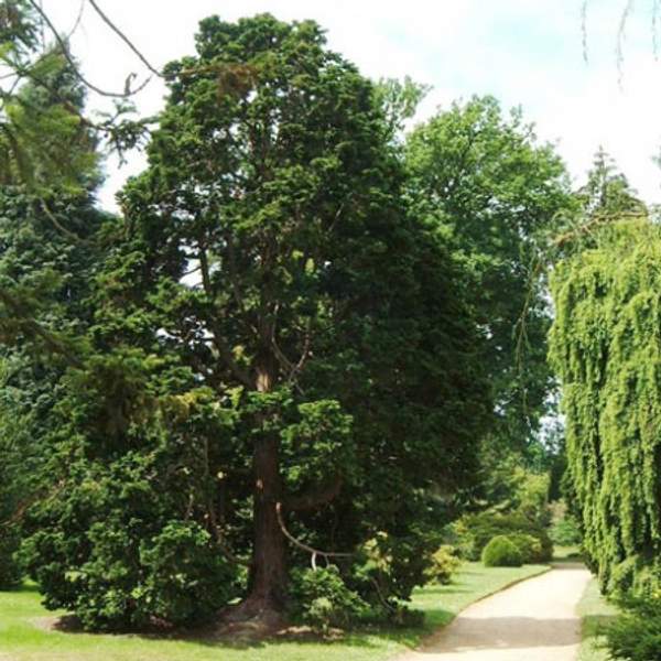 Кипарисовик туполистный