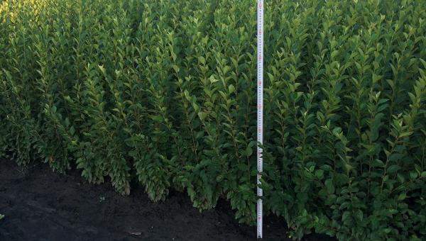 Кизильник. Высота 40-90 см