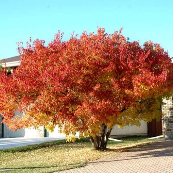 Клен Гиннала