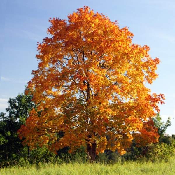 Клен остролистный