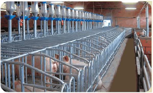 Клетки для содержания свиней и поросят