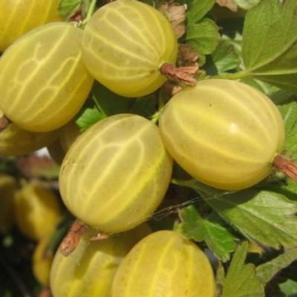 Крыжовник " Финский " желтый