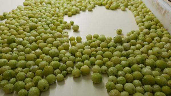 Крыжовник замороженный