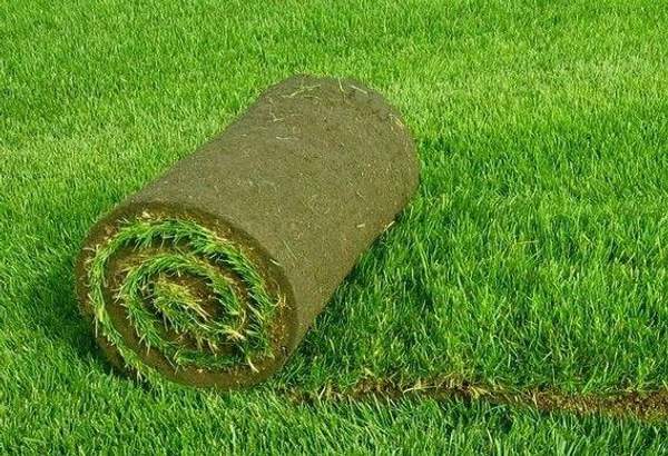 Кубанская трава газон.