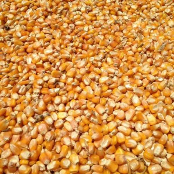 Кукуруза фуражная дробленая 40 кг