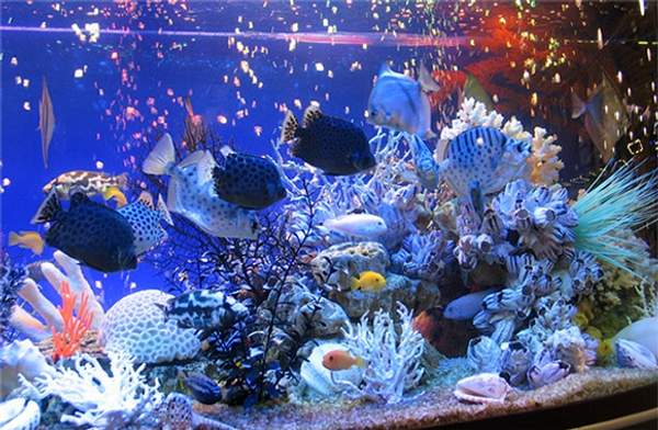 Кварцевый песок для аквариумов.