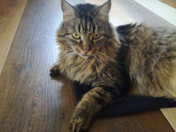 Ламинат 34 класс