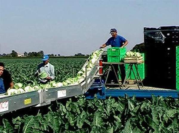 Лента для уборочных транспортеров овощей