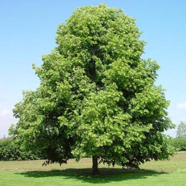 Липа мелколистная