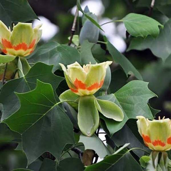 Лириодендрон