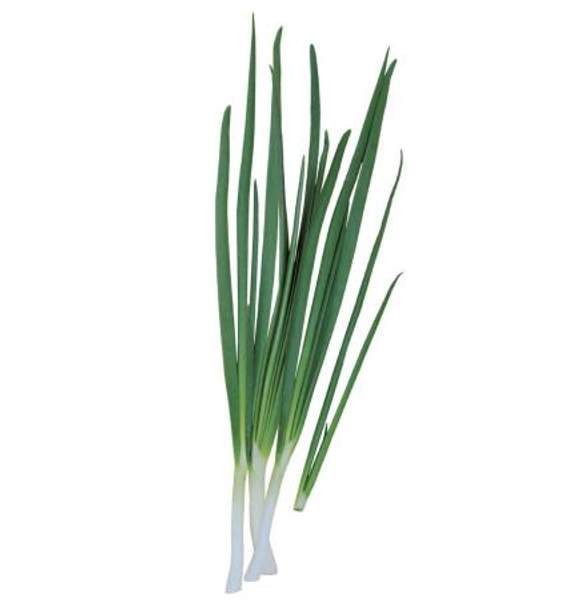 Лук Зелёный