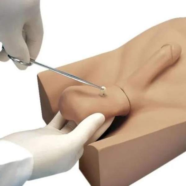 Модель для бесскальпельной вазэктомии (NSV)