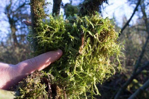 Мох сфагнум для улучшения грунта, мешок 45 л