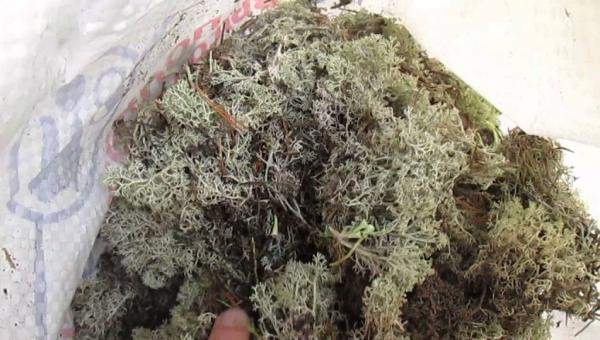 Мох ягели - олений северный мох / Сухой - мешок 20 литров