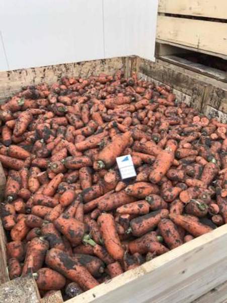 Морковь на переработку.