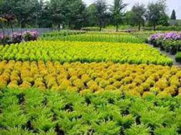 Можжевельник казацкий Knap Hill