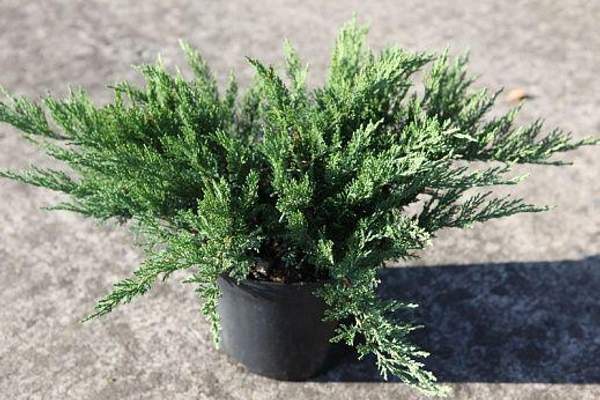 Можжевельник казацкий Tamariscifolia