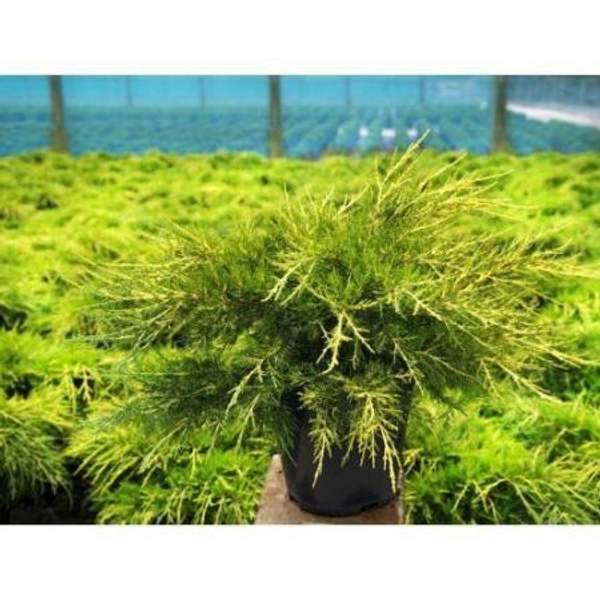 Можжевельник китайский Kuriwao Gold