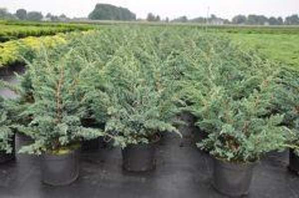 Можжевельник обыкновенный Meyeri