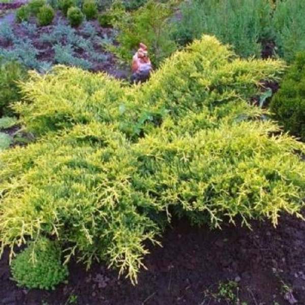 Можжевельник средний Gold Star