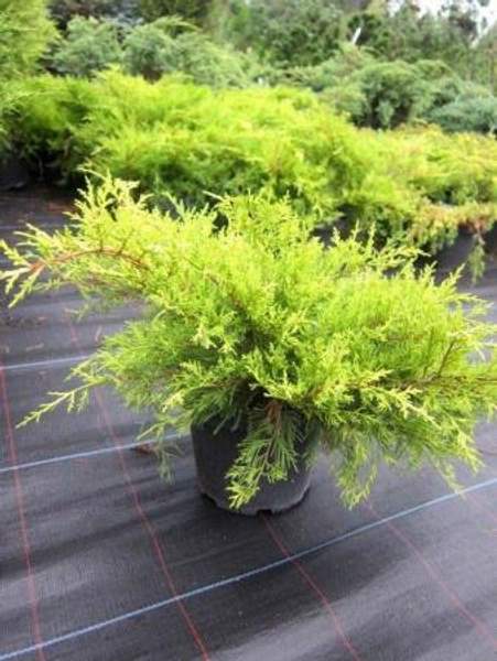 Можжевельник средний Mordigan Gold