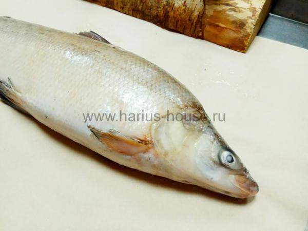 Муксун свежемороженый №2 (Тикси)