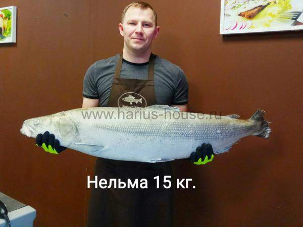 Нельма свежемороженая ~ 7 кг. (Тикси)