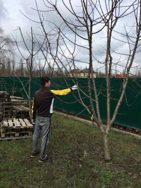 Обрезка дерева, спил дерева.