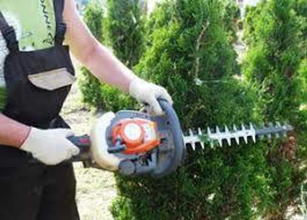 Обрезка (формирование) туи.