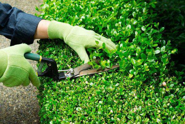 Обрезка и формировка запущенных кустарников