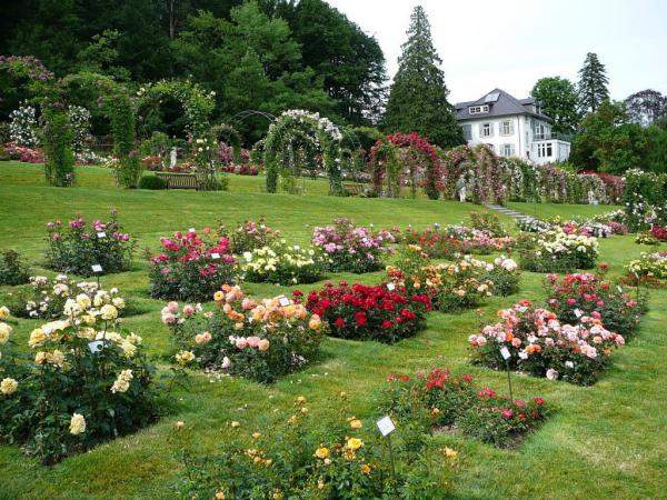 Обустройство розария